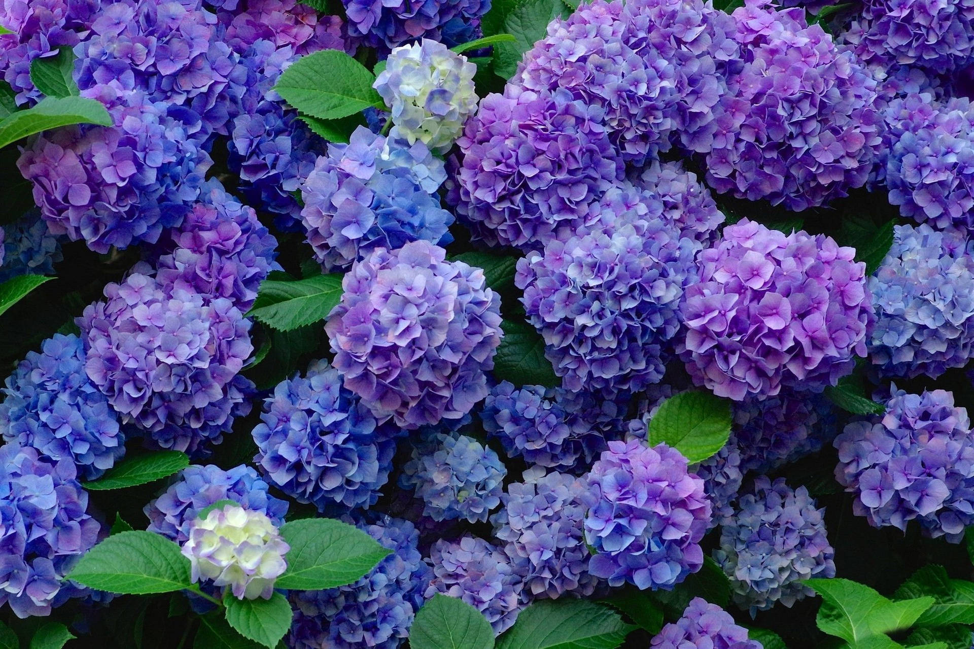 Floresde Hortensia Púrpura Coloridas Fondo de pantalla