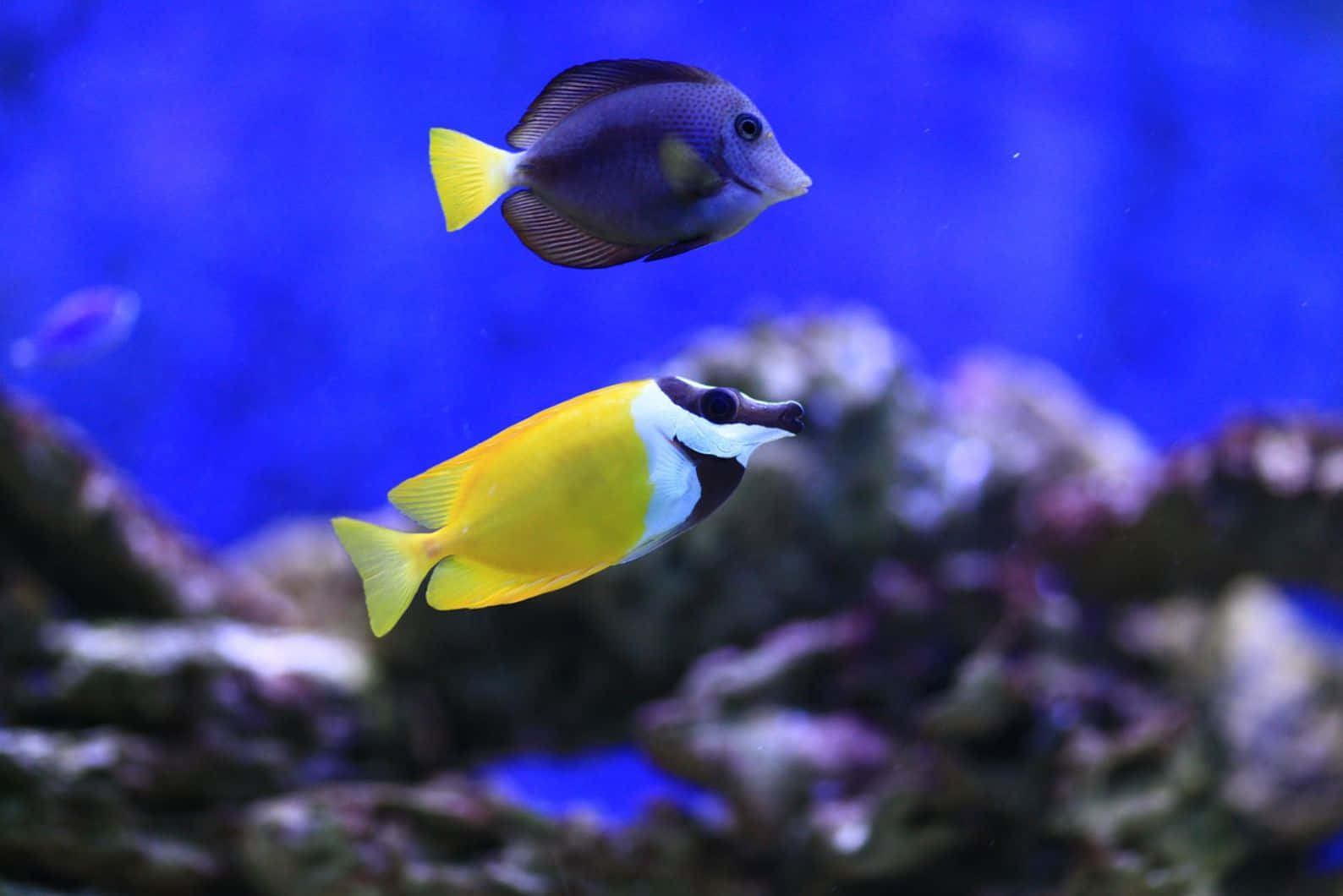 Colorful Rabbitfish Aquarium Scene Wallpaper