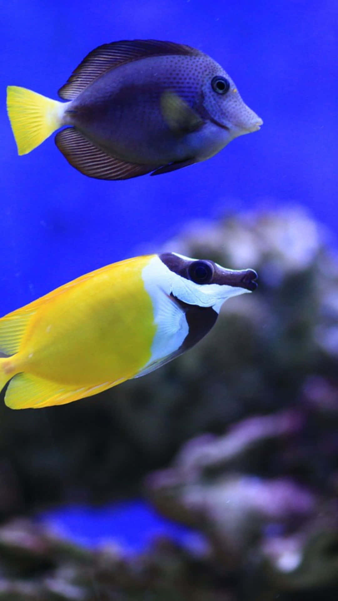 Colorful Rabbitfish In Blue Water Wallpaper