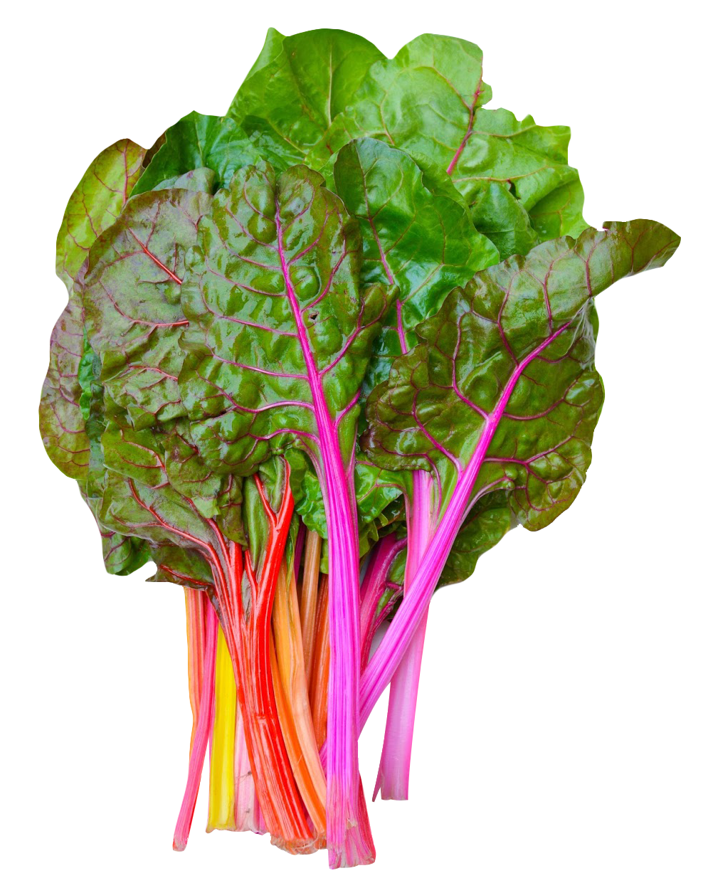 Colorful Rainbow Chard Bunch PNG