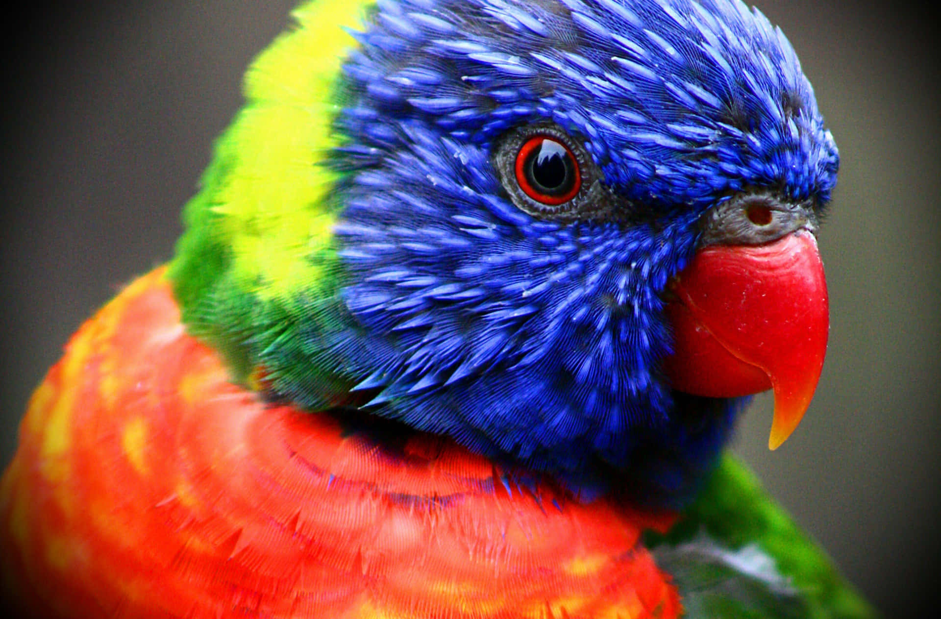 Close Up Burung Lorikeet Pelangi Yang Berwarna-warni Wallpaper