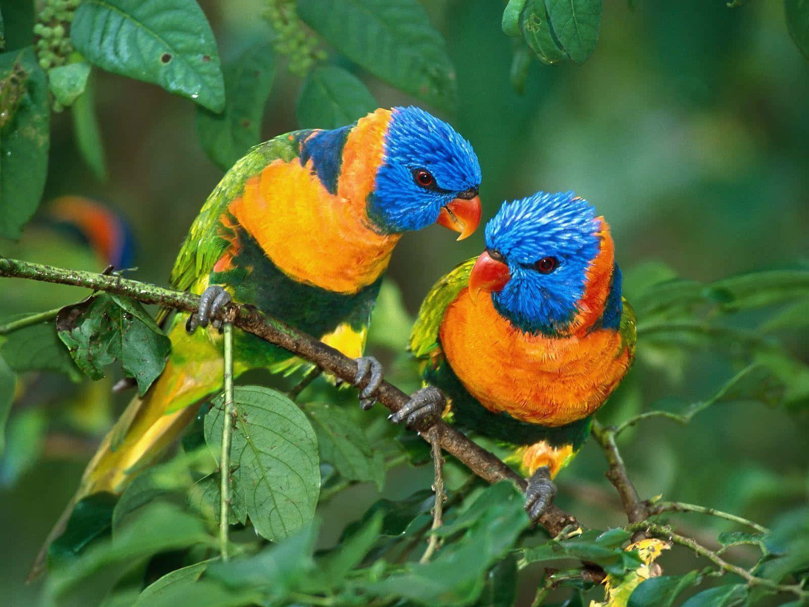 Lorikeet Pelangi Berwarna Cerah Bertengger Wallpaper