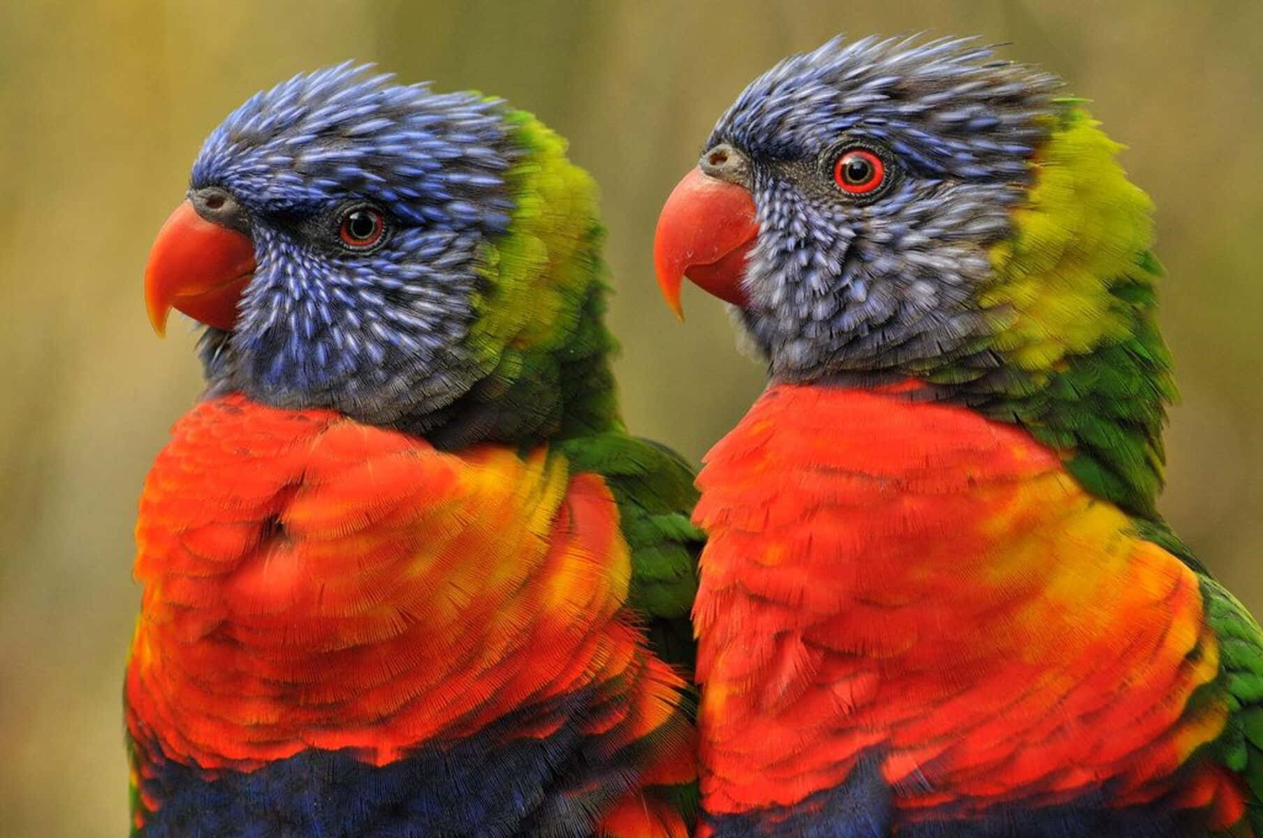 Colorful Rainbow Lorikeets Together Wallpaper