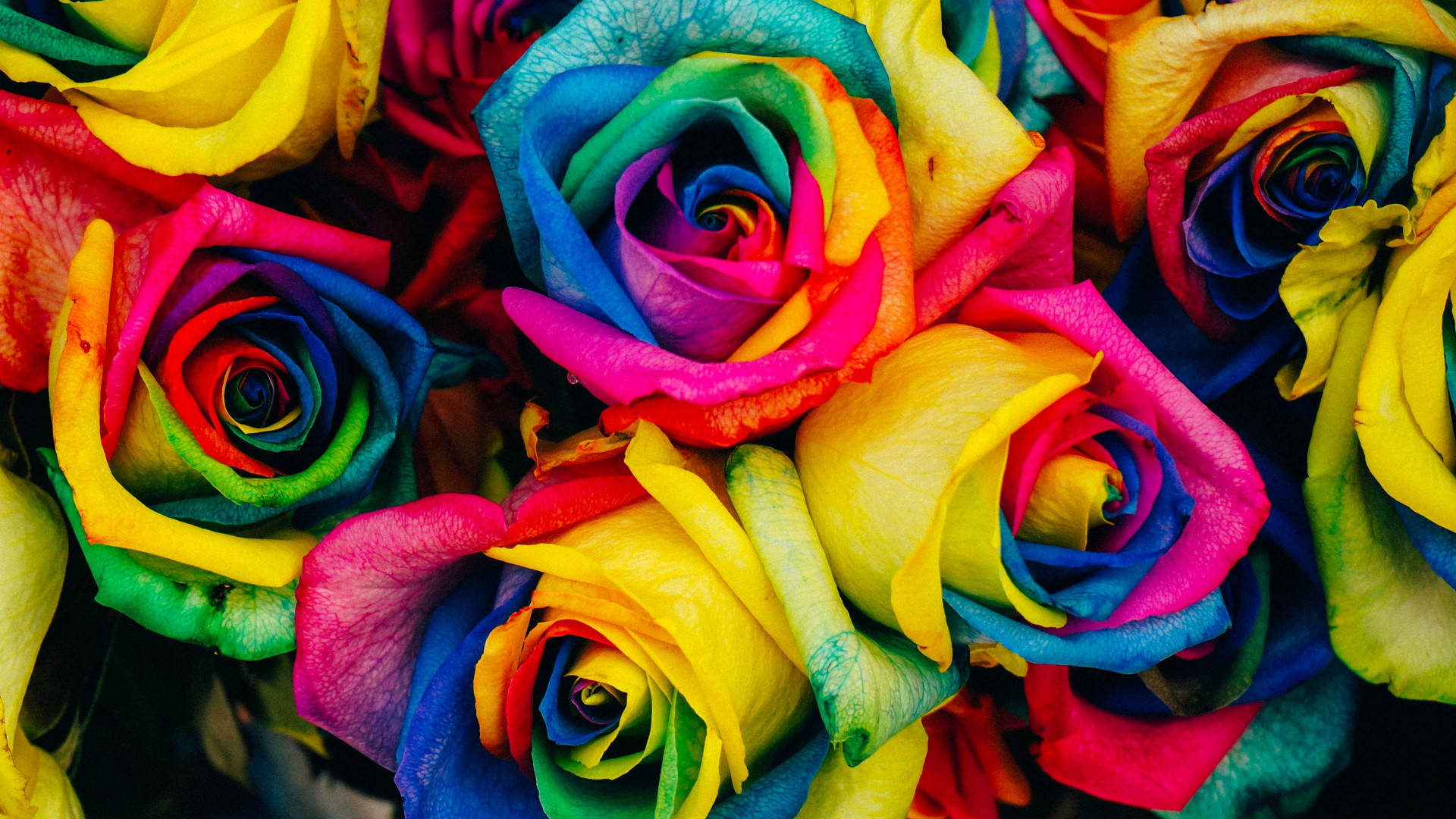 Colorful Rainbow Roses Wallpaper