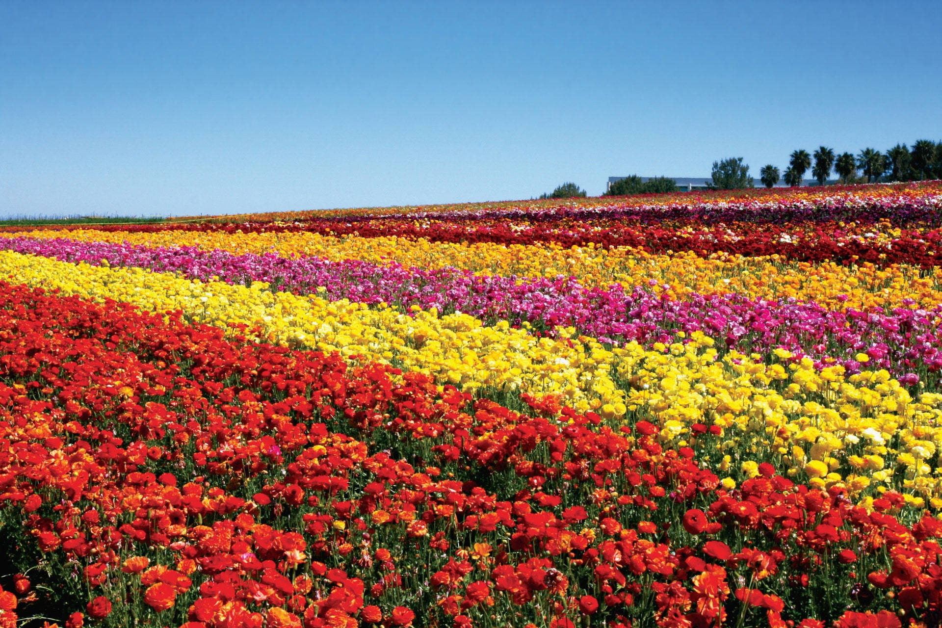 Colorful Ranunculus Flower Field Wallpaper