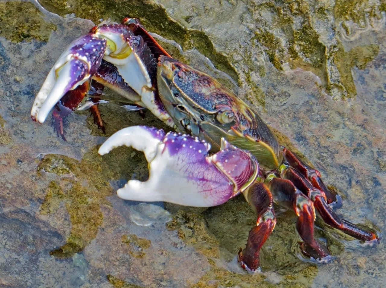 Colorful_ Rock_ Crab_on_ Shoreline.jpg Wallpaper