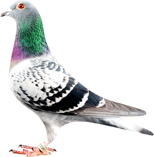 Colorful Rock Pigeon Portrait PNG