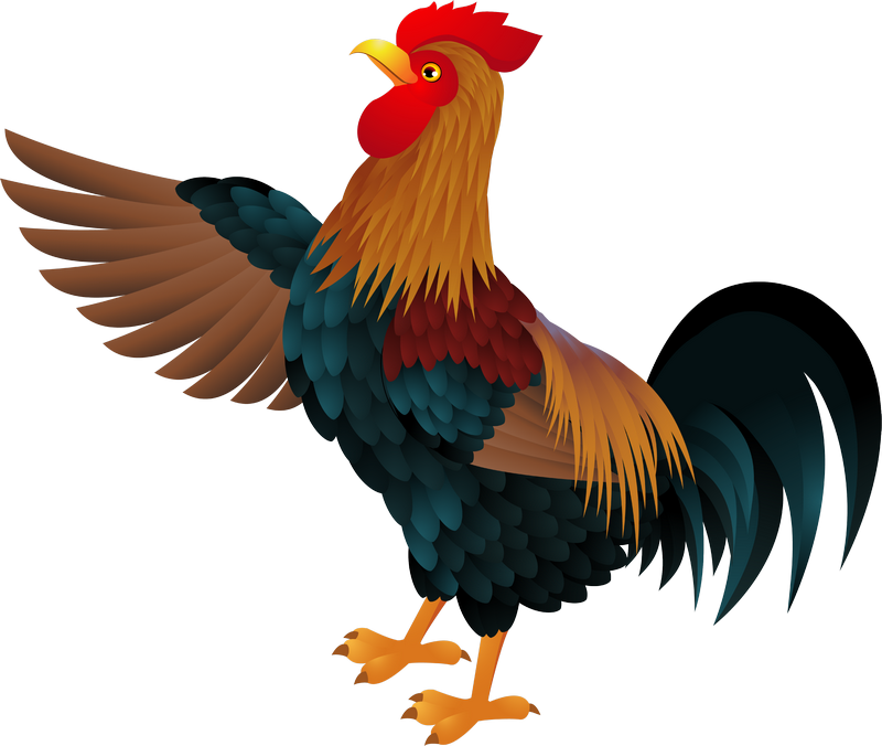 Colorful Rooster Illustration PNG