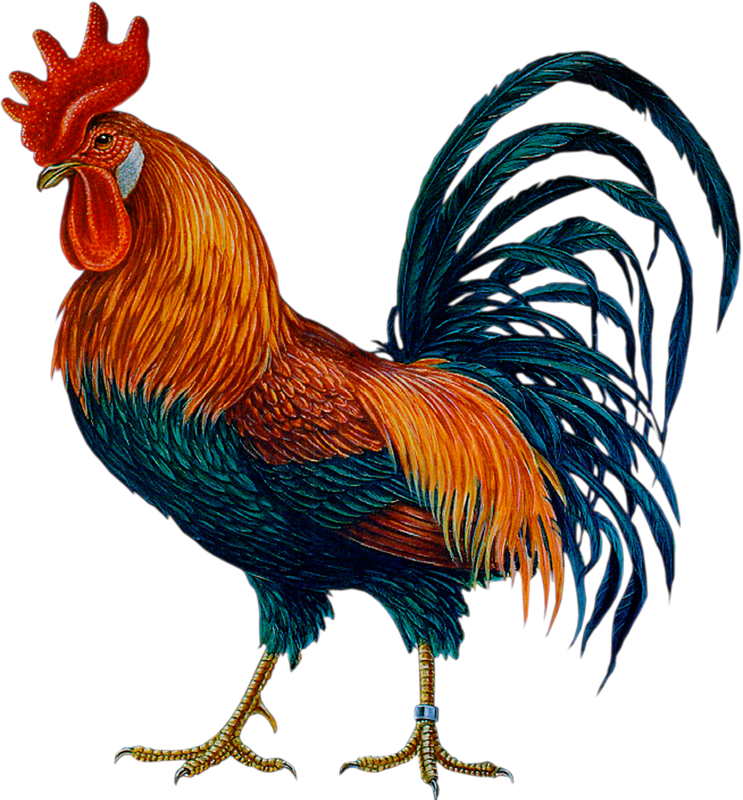 Colorful Rooster Illustration PNG