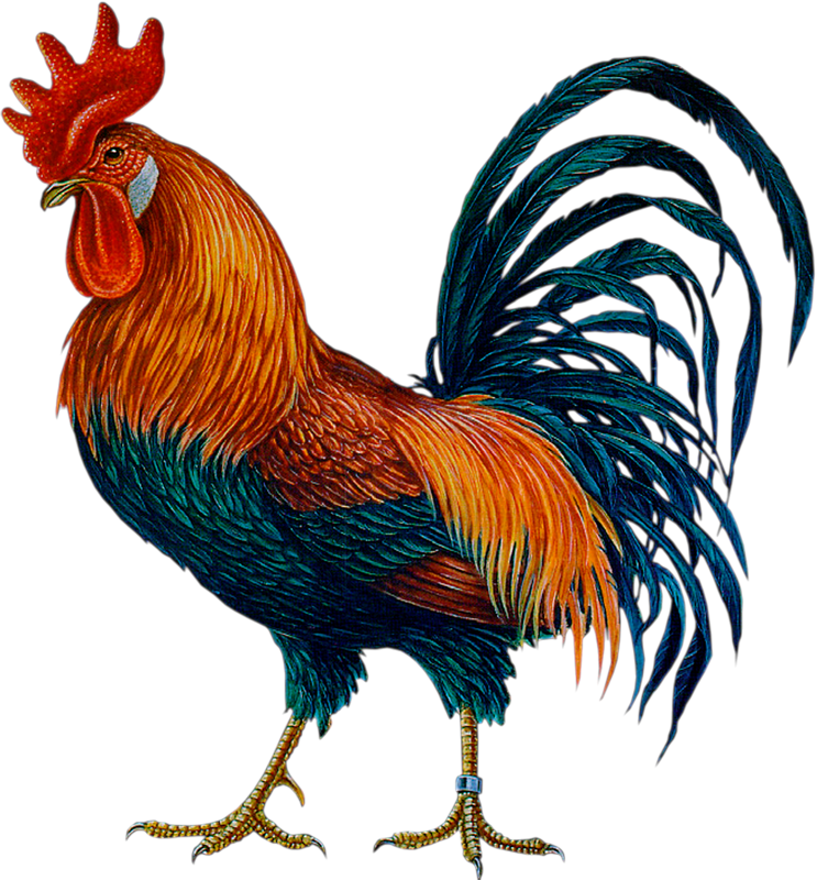 Download Colorful Rooster Illustration | Wallpapers.com