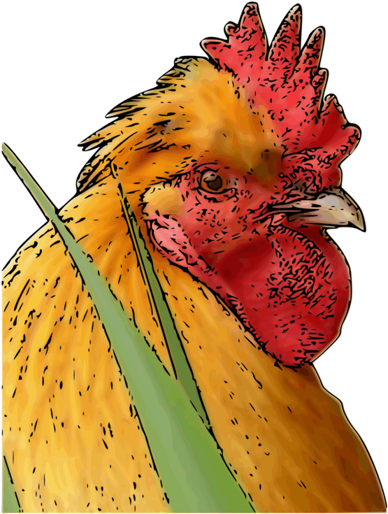 Colorful Rooster Portrait PNG