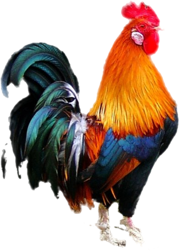 Colorful Rooster Standing Transparent Background PNG