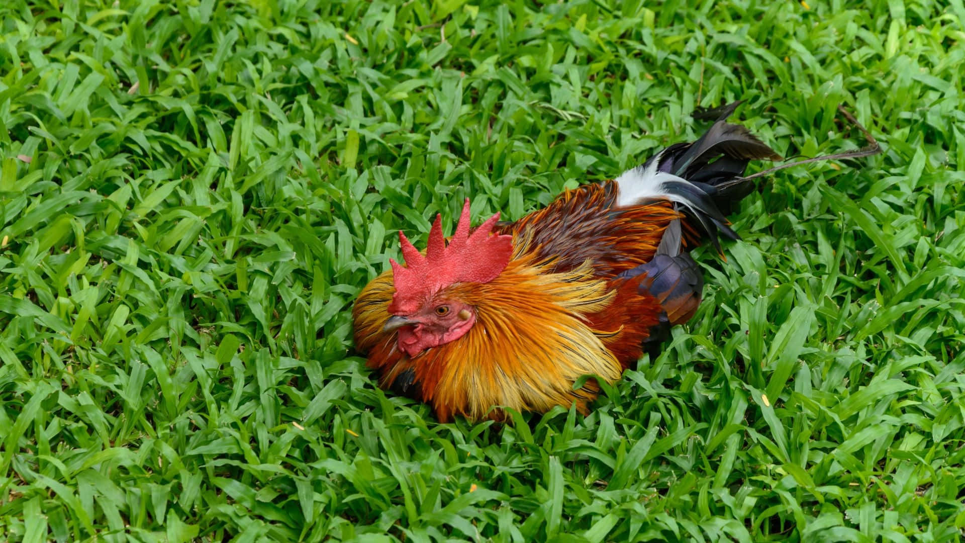 Colorful Roosterin Green Grass Wallpaper