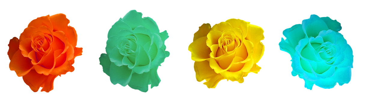 Colorful Roses Black Background PNG