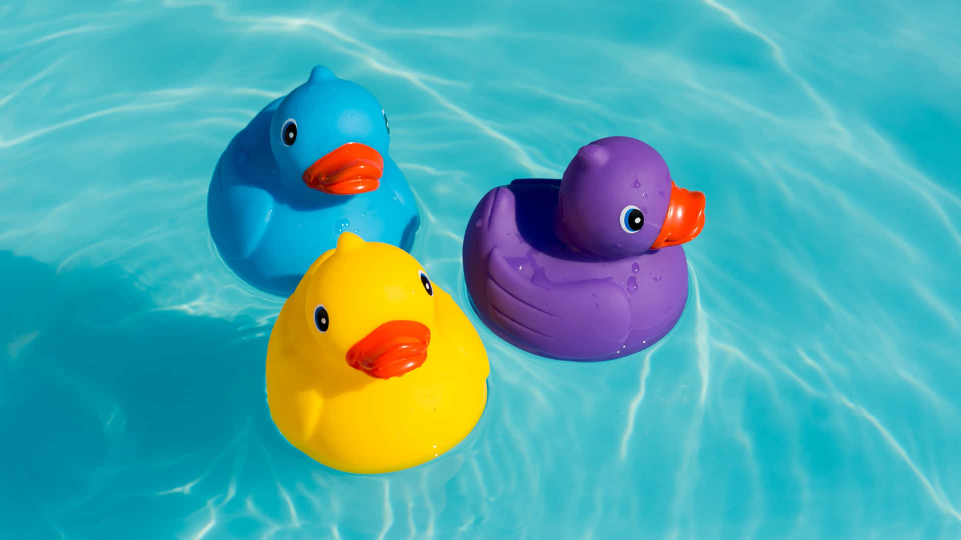 Colorful Rubber Ducks Swimming Pool Wallpaper