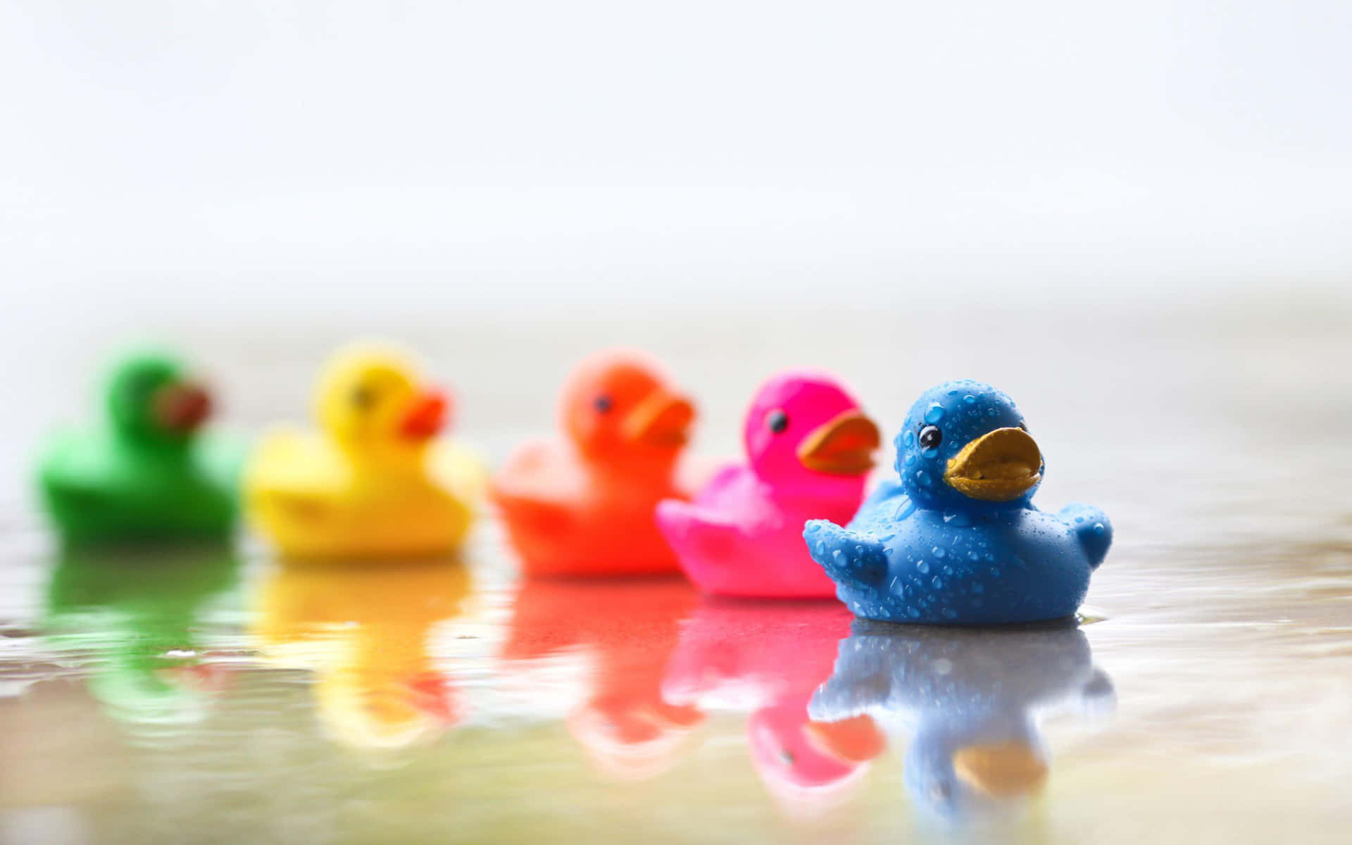 Colorful Rubber Ducksin Water.jpg Wallpaper