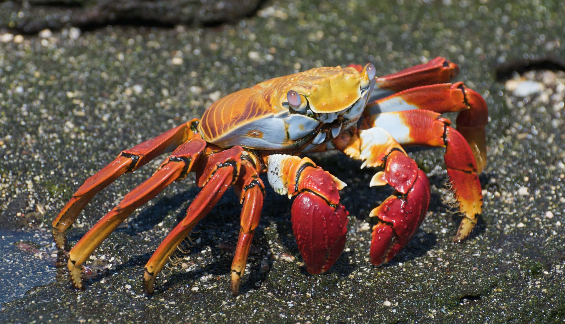Colorful Sally Lightfoot Crab Wallpaper