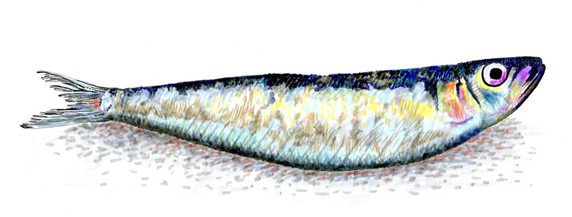 Colorful Sardine Illustration Wallpaper