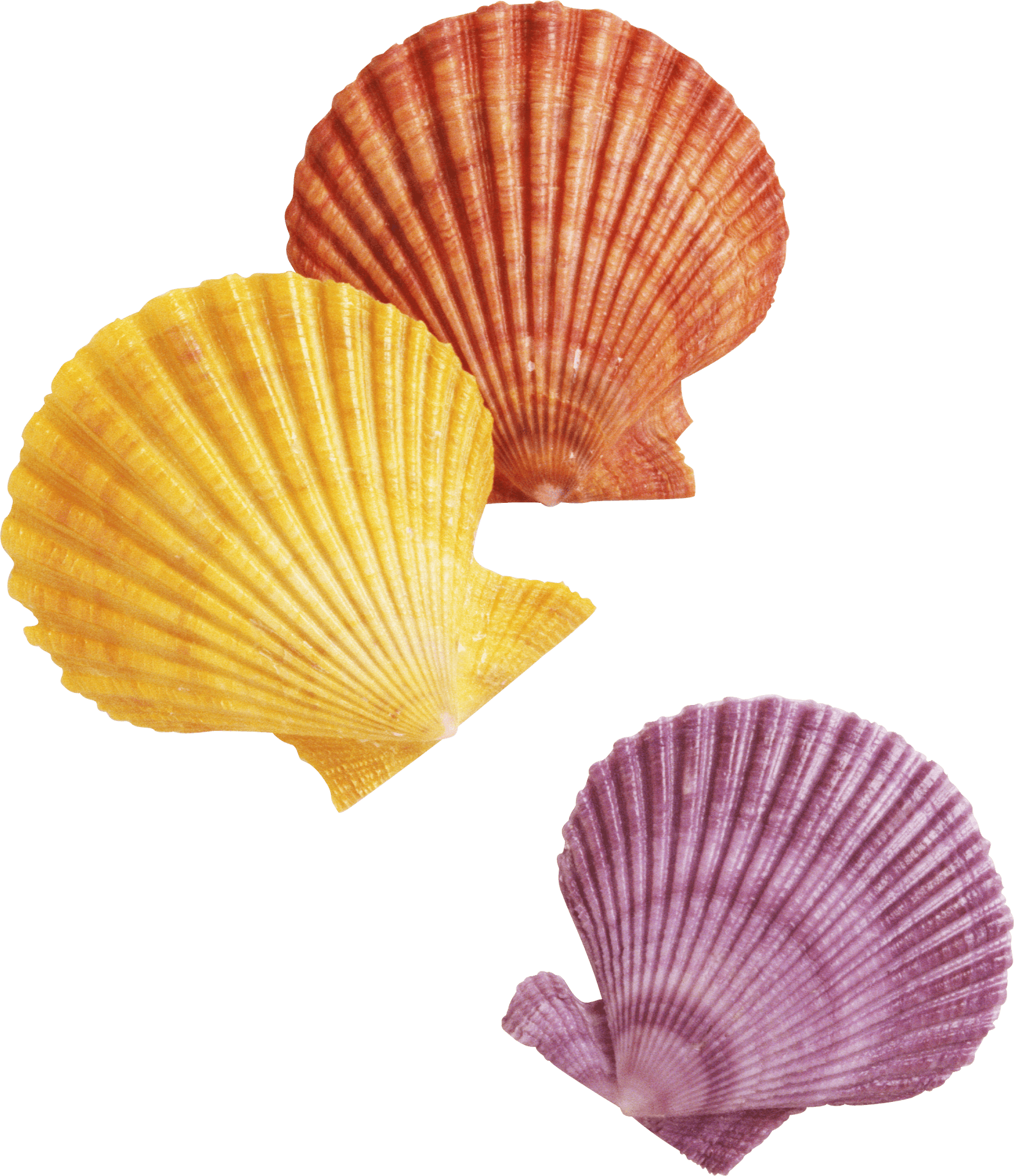 Colorful Scallop Shells PNG