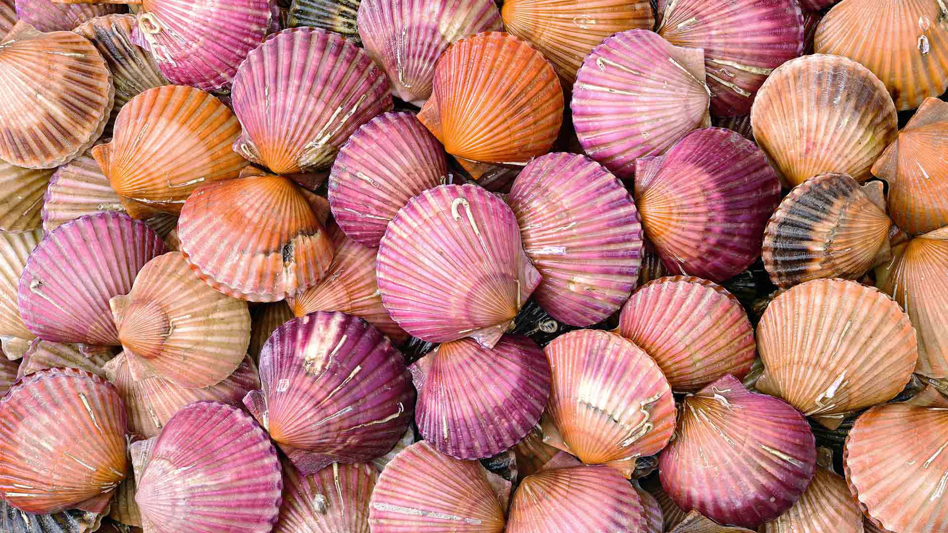 Colorful Scallops Background Wallpaper