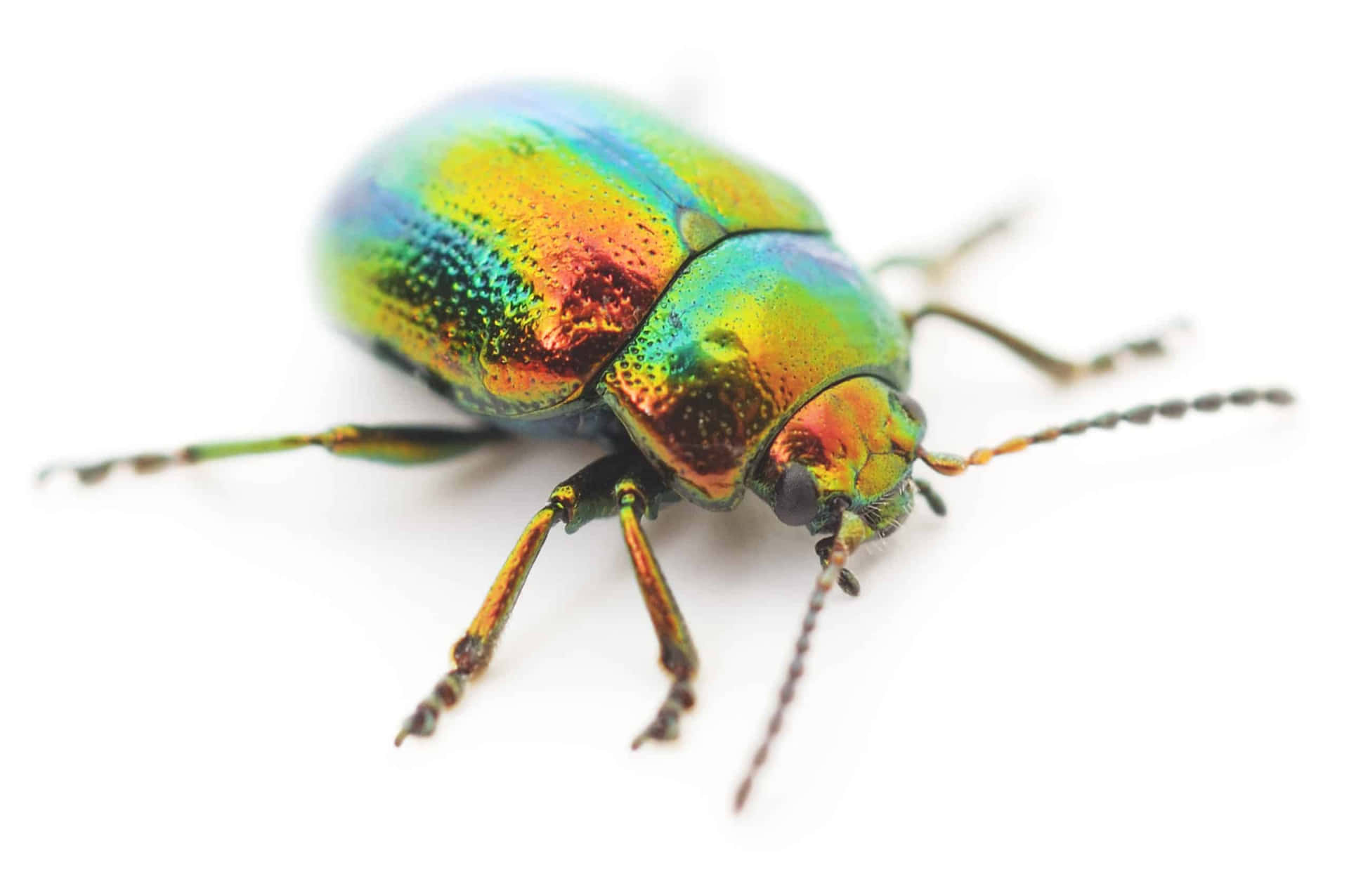 Colorful Scarab Beetle Isolated Wallpaper
