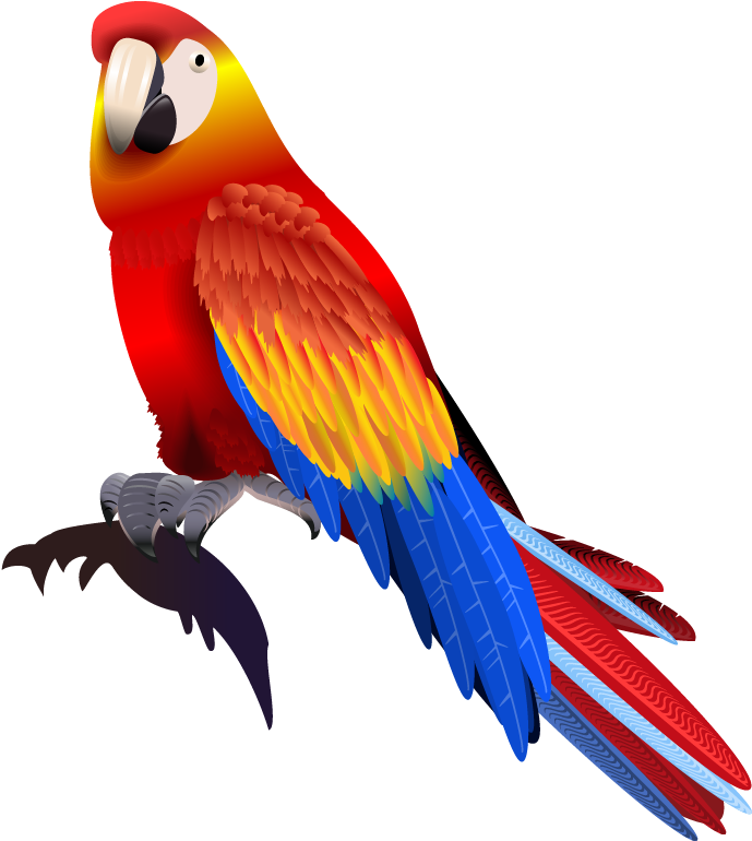 Colorful Scarlet Macaw Illustration PNG