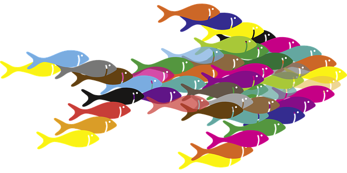 Colorful Schoolof Fish Illustration PNG