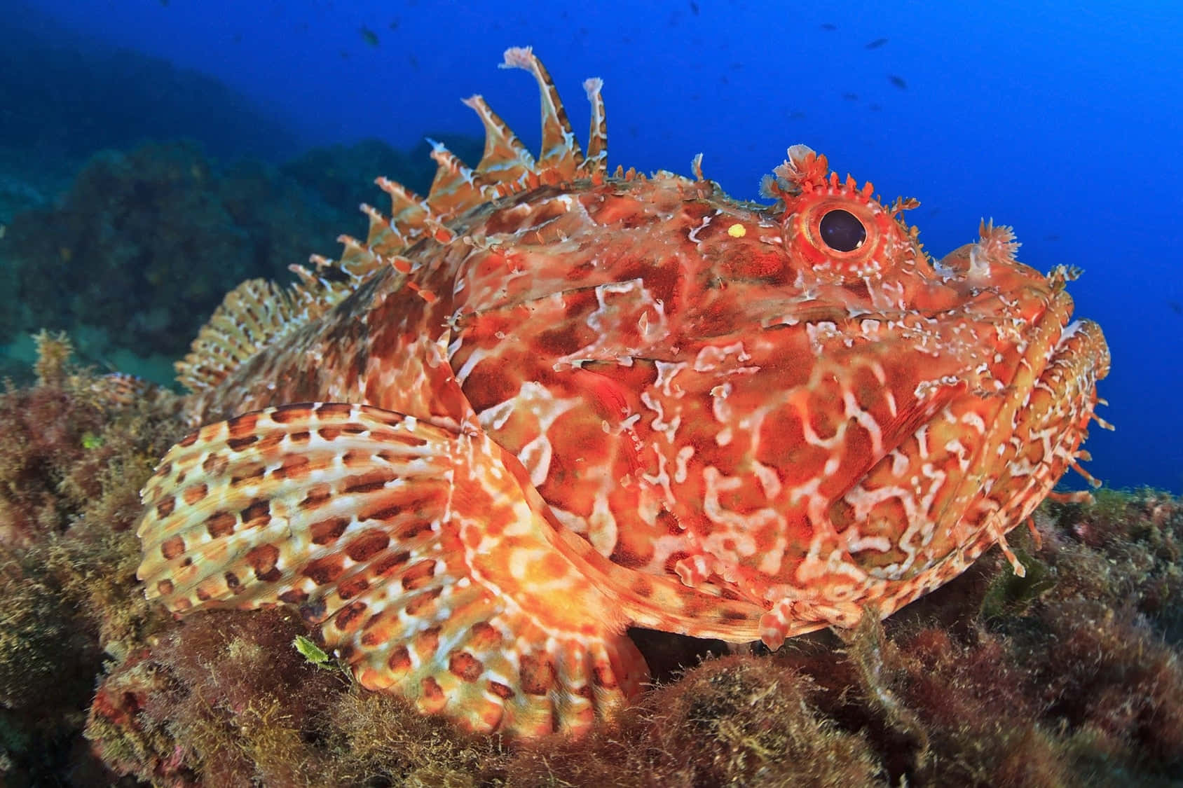 Kleurige Schorpioenvissen Camoufleren Op Koraalrif Achtergrond