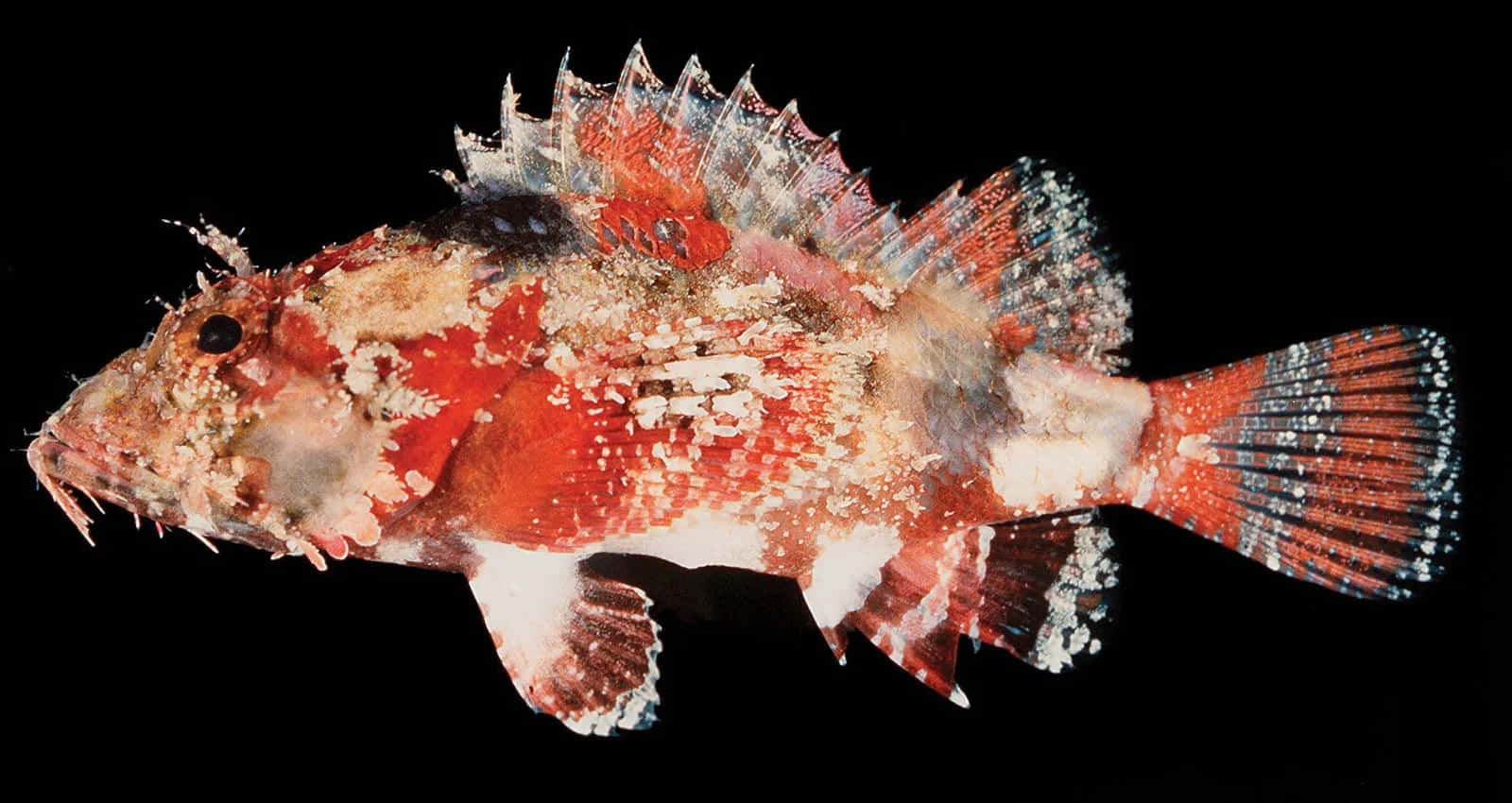 Colorful_ Scorpionfish_in_ Dark_ Waters.jpg Wallpaper