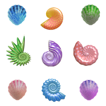 Colorful Sea Shells Collection PNG