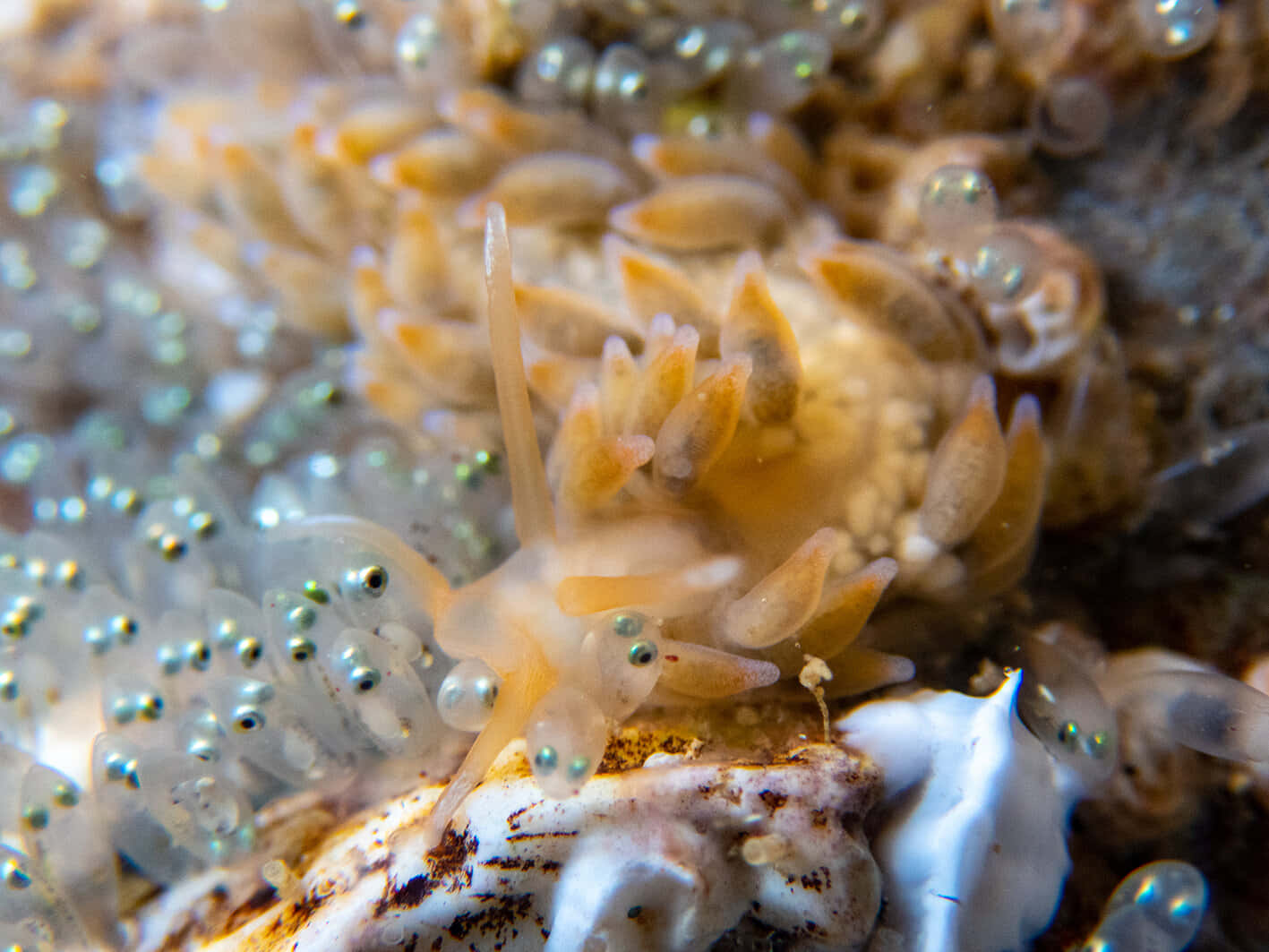 Colorful Sea Slug Closeup Wallpaper