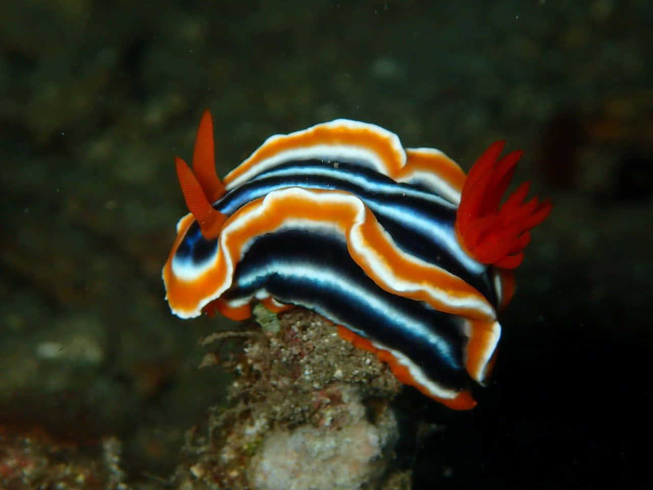 Colorful Sea Slug On Coral Wallpaper