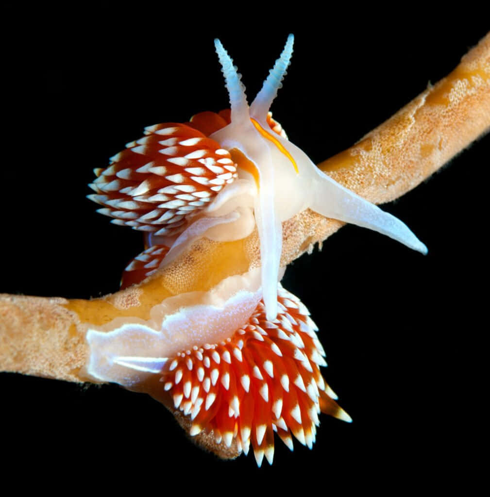 Colorful Sea Slug On Coral Wallpaper