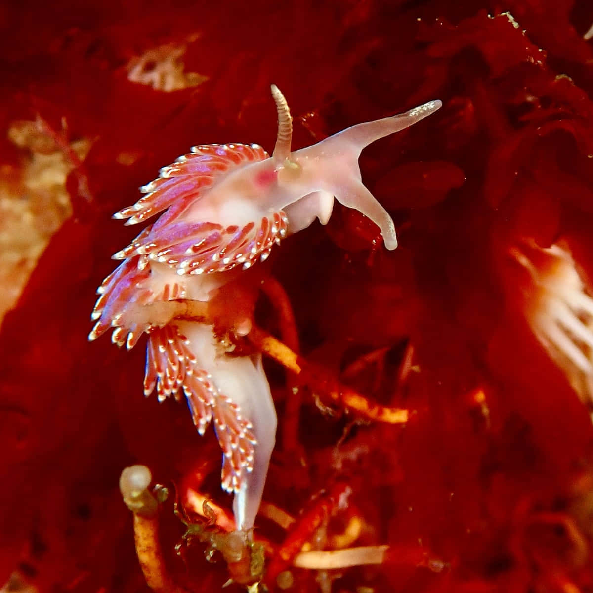 Colorful Sea Slug On Red Algae Wallpaper