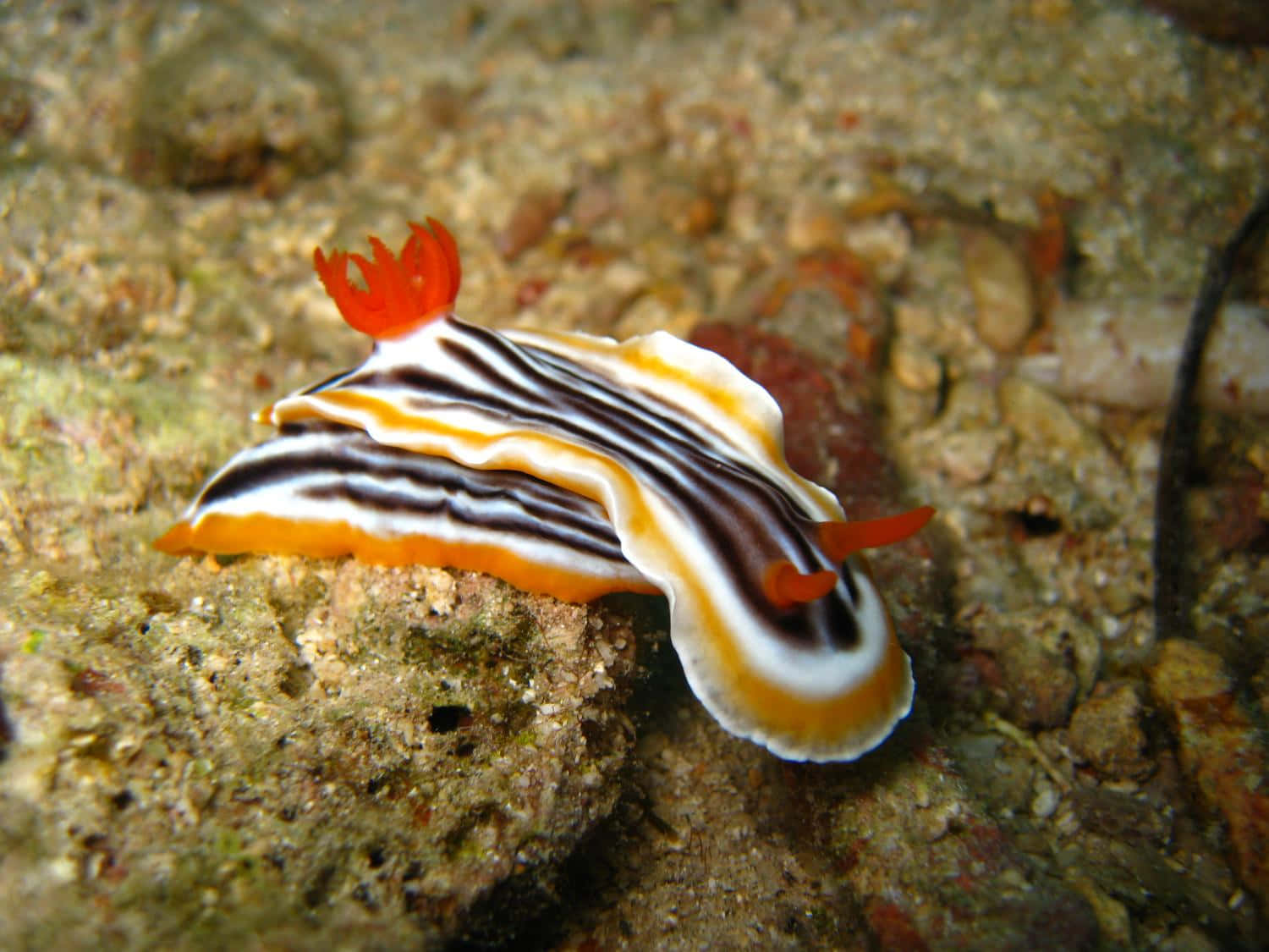 Colorful Sea Slug On Seabed.jpg Wallpaper