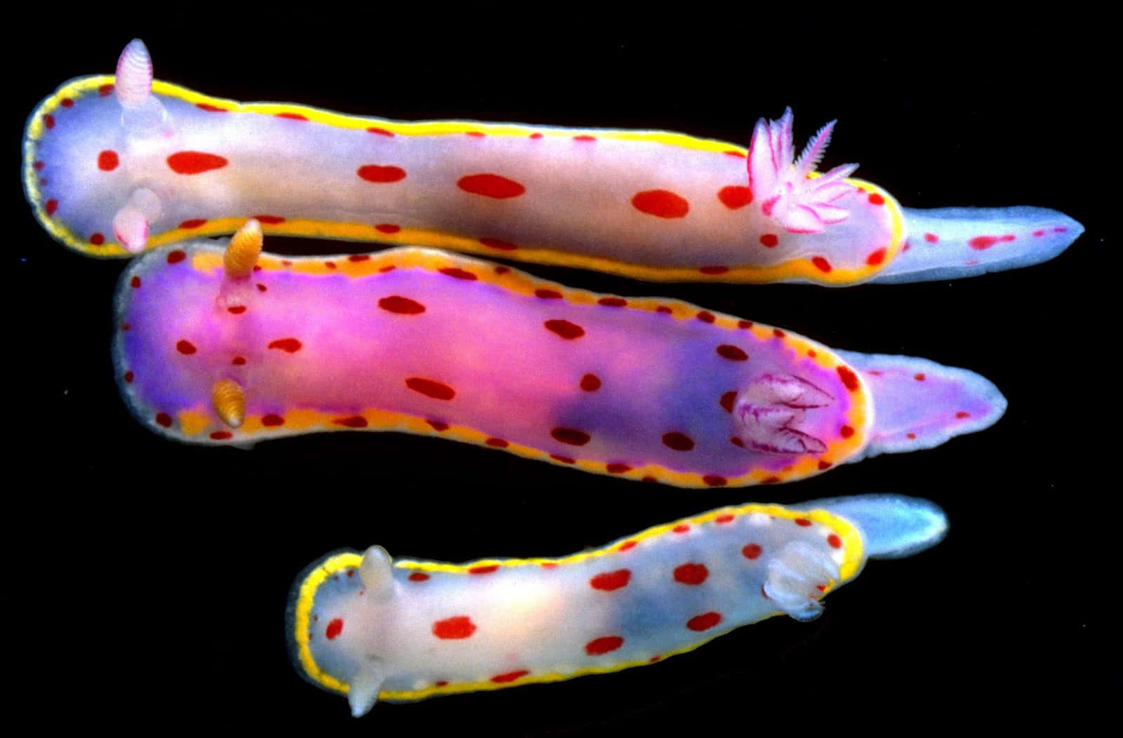 Download Colorful Sea Slugs Display Wallpaper | Wallpapers.com