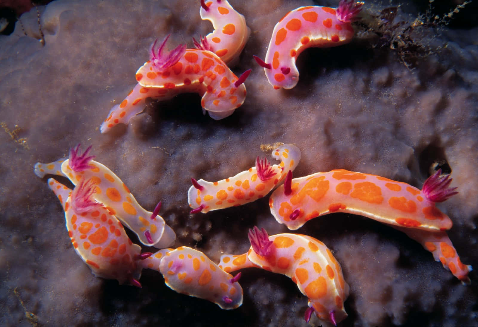 Colorful Sea Slugs On Coral Wallpaper