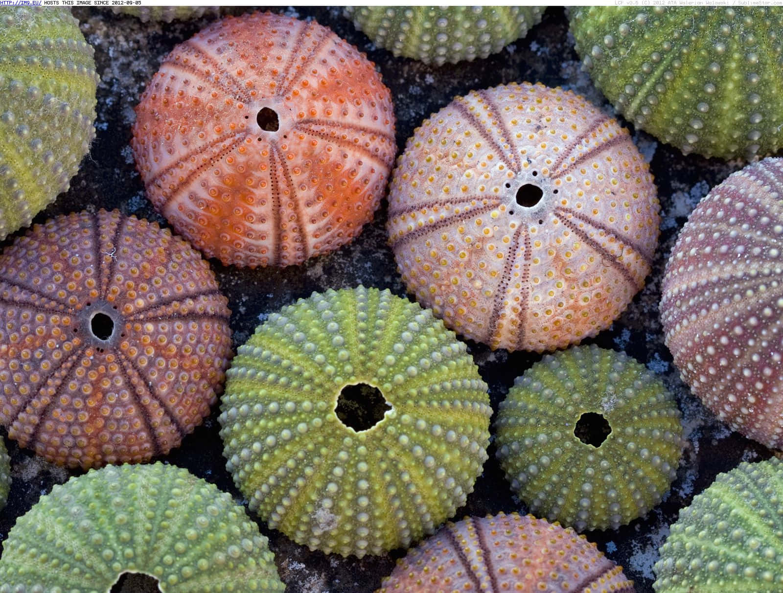 Colorful Sea Urchin Shells Collection Wallpaper