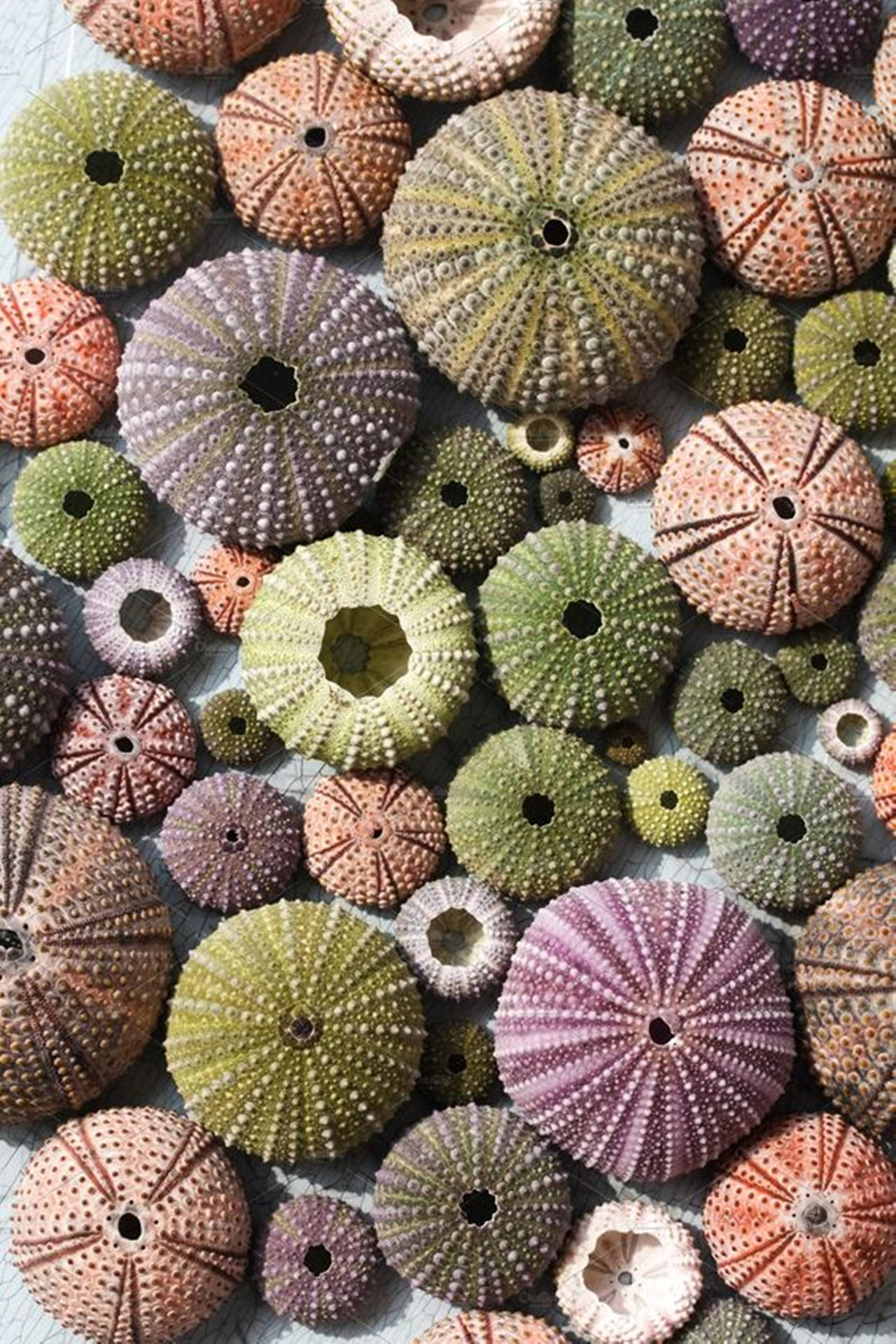 Colorful Sea Urchin Underwater Close-up Wallpaper