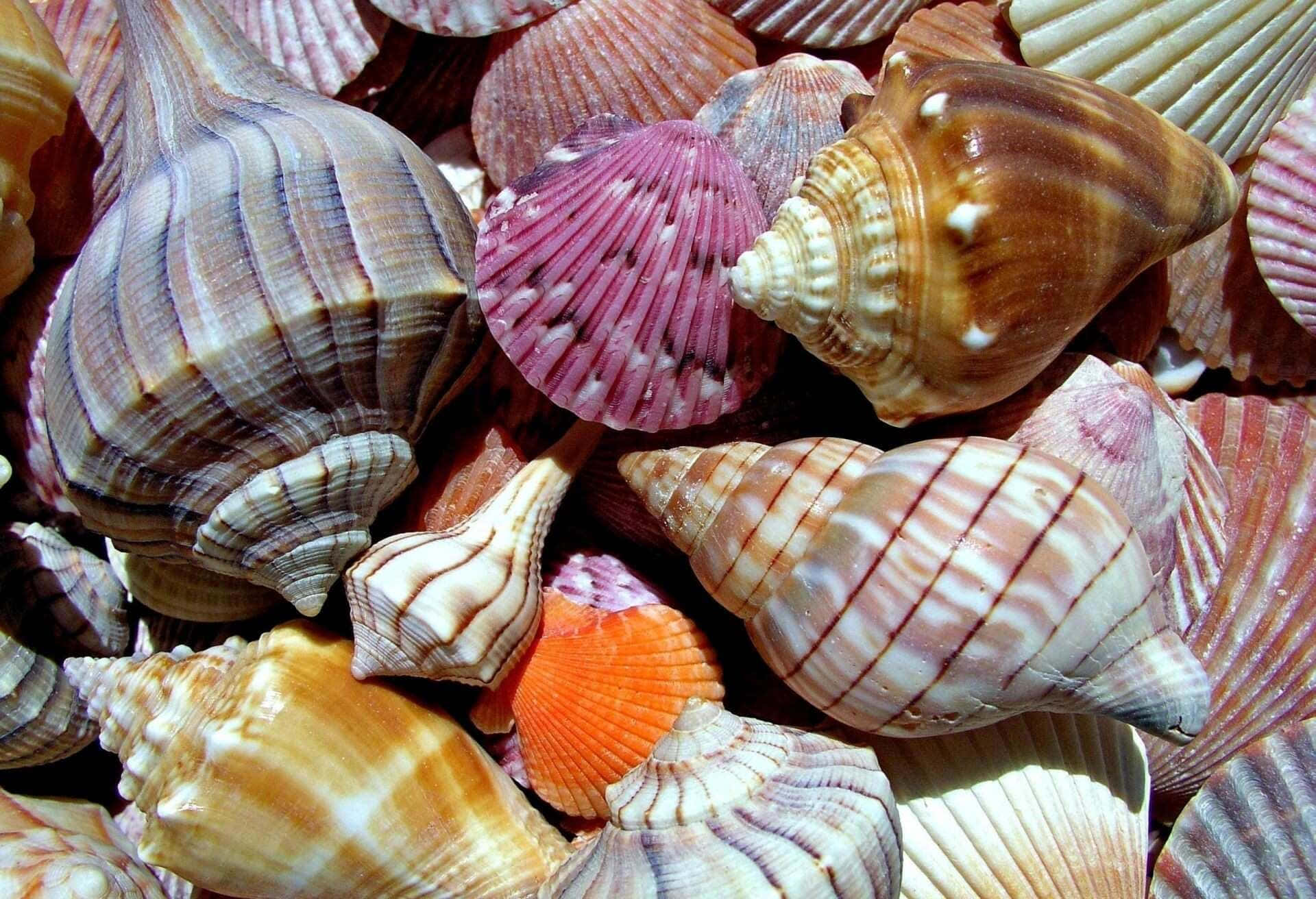 Colorful_ Seashell_ Collection_ Closeup Wallpaper