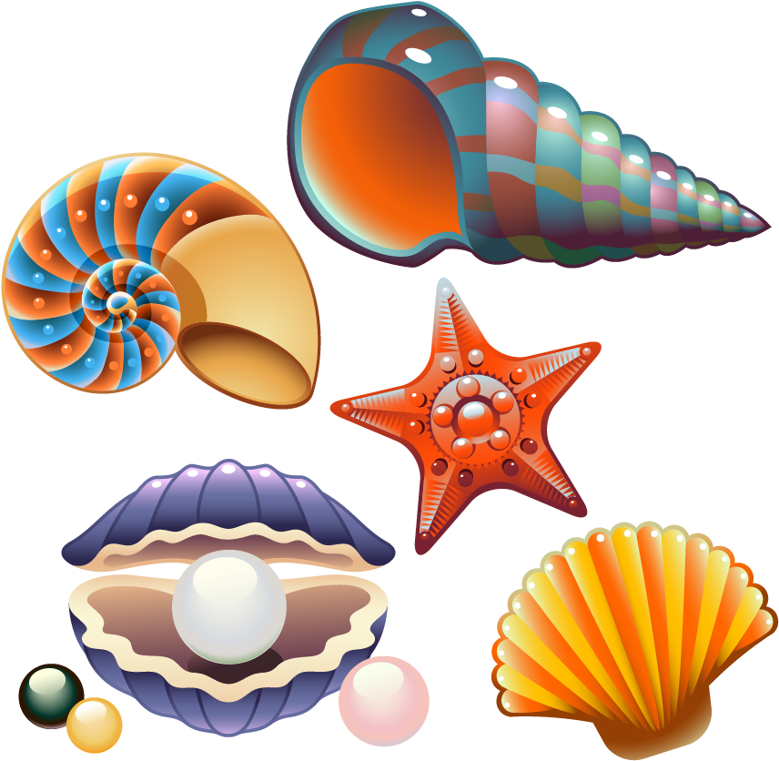 Colorful Seashell Collection PNG