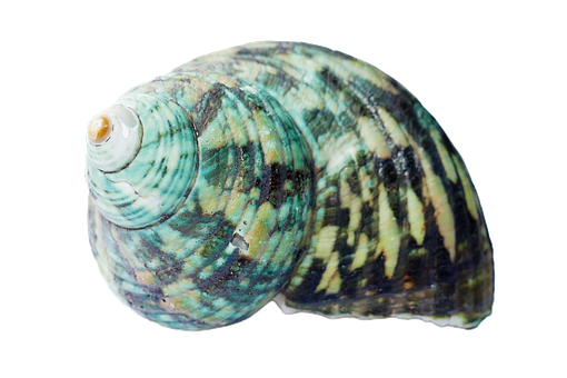 Colorful Seashellon Black Background PNG