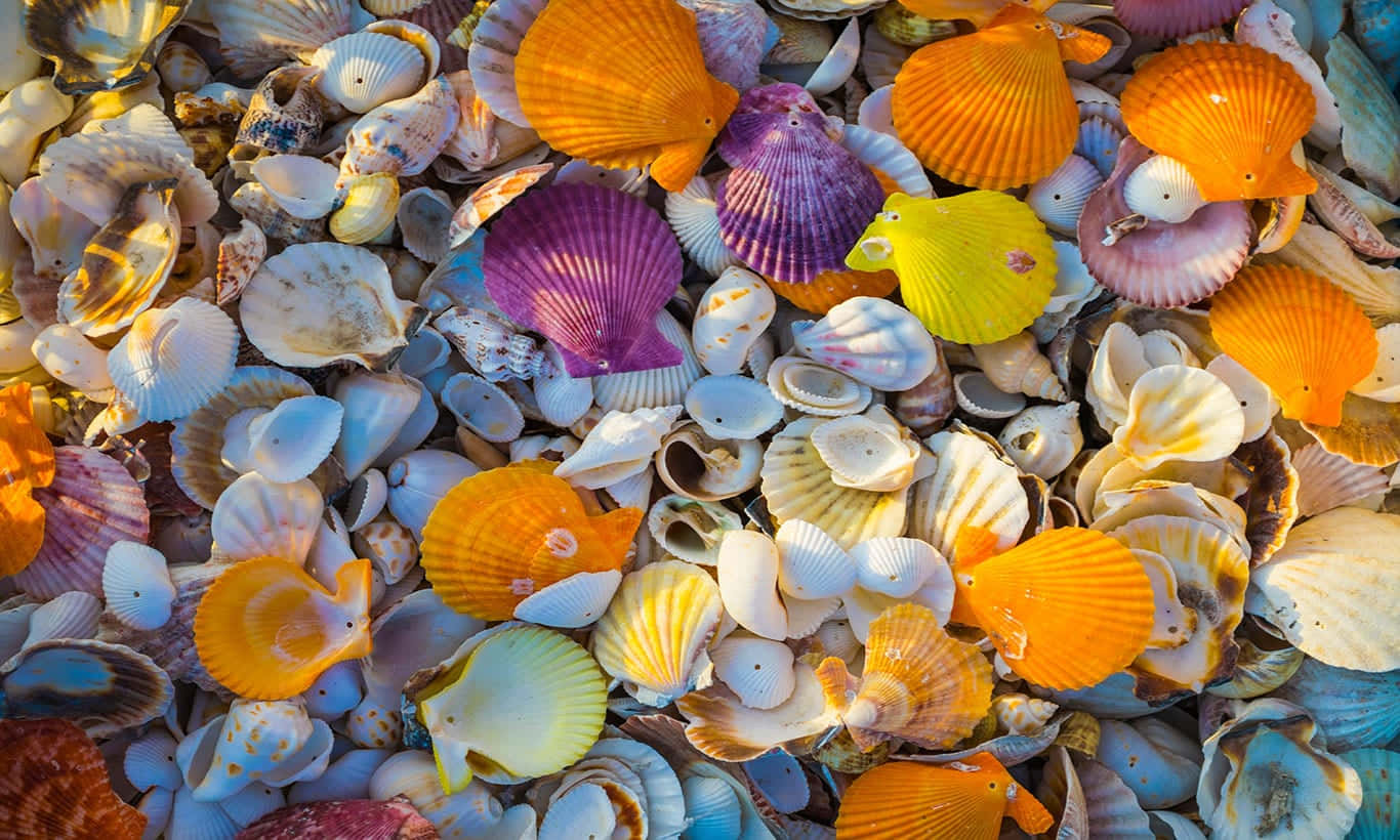 Colorful Seashells From The Ocean Wallpaper