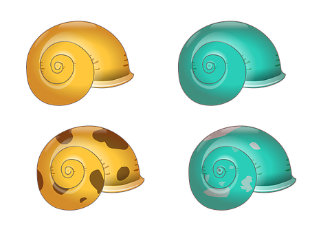 Colorful Shell Illustrations PNG
