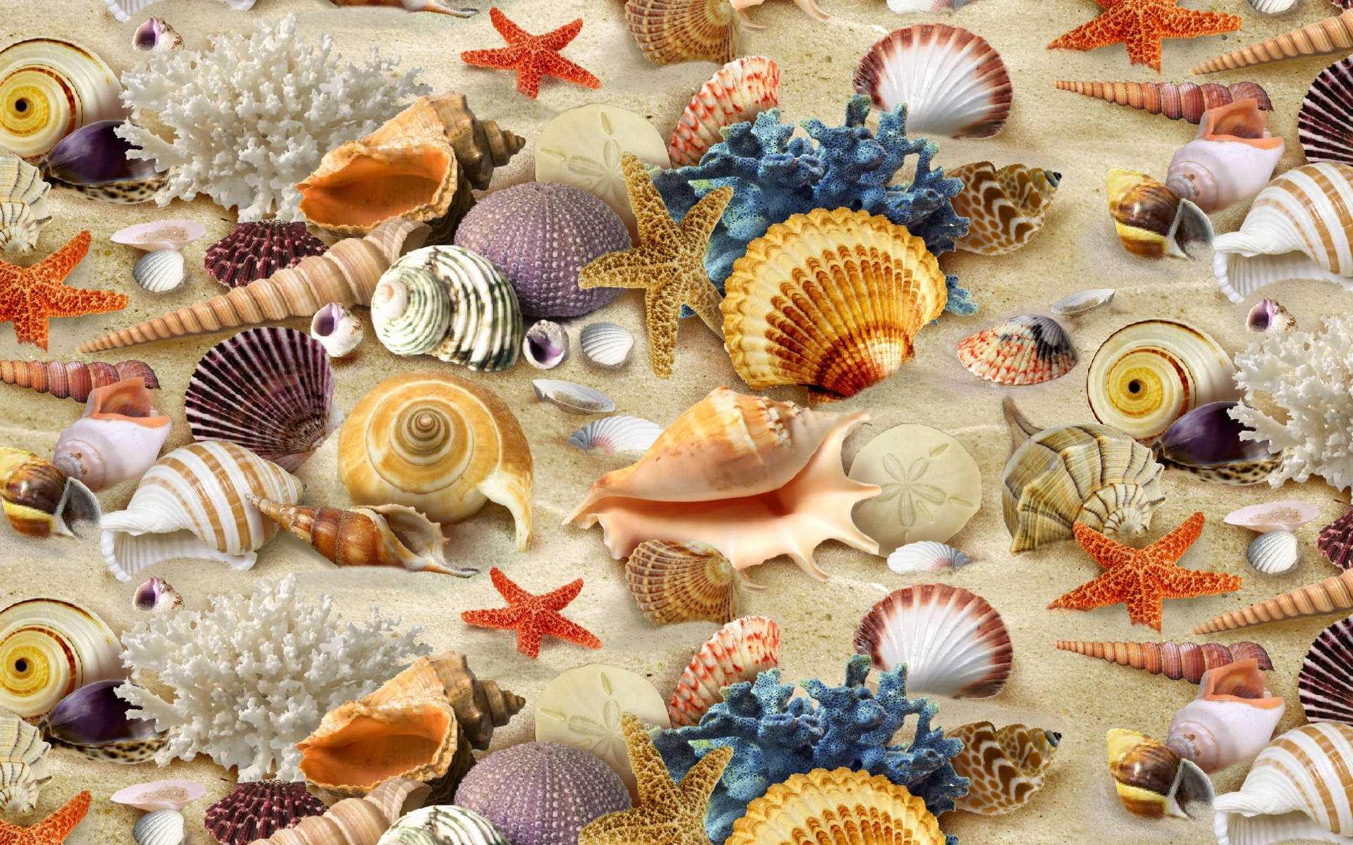 Colorful Shells On Sand Wallpaper