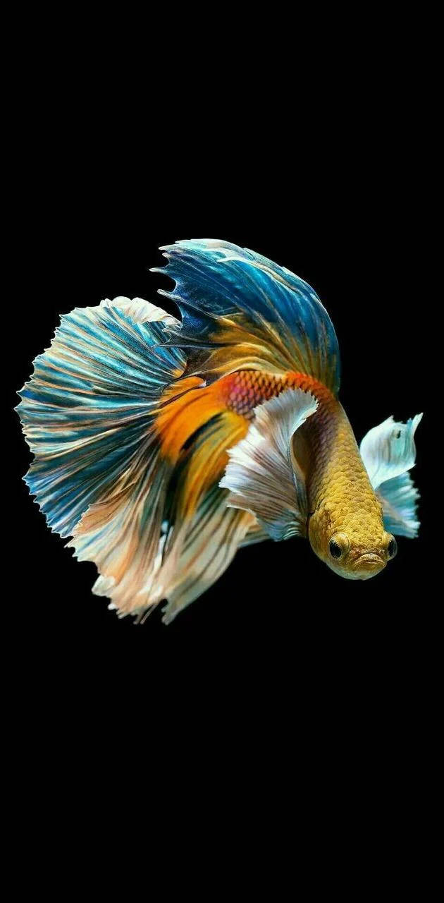 Glistening Beauty - Blue Betta Fish Underwater with Golden