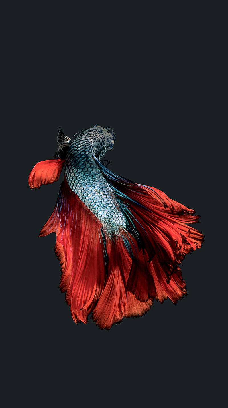 Colorful Siamese Fighting Fish Iphone Wallpaper