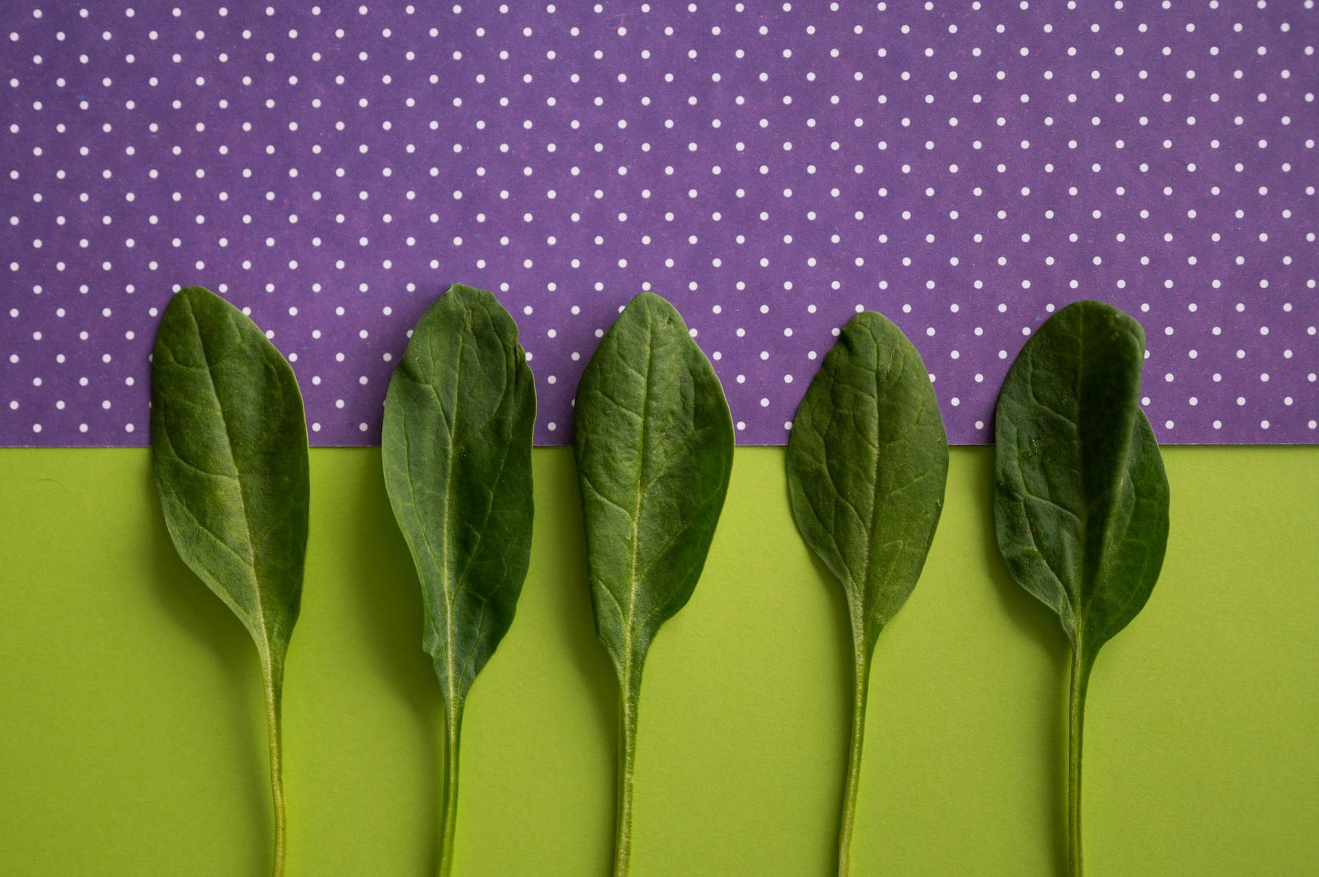 Colorful Spinach Wallpaper