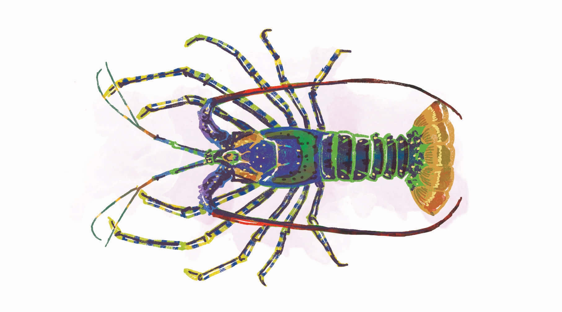 Colorful Spiny Lobster Illustration Wallpaper