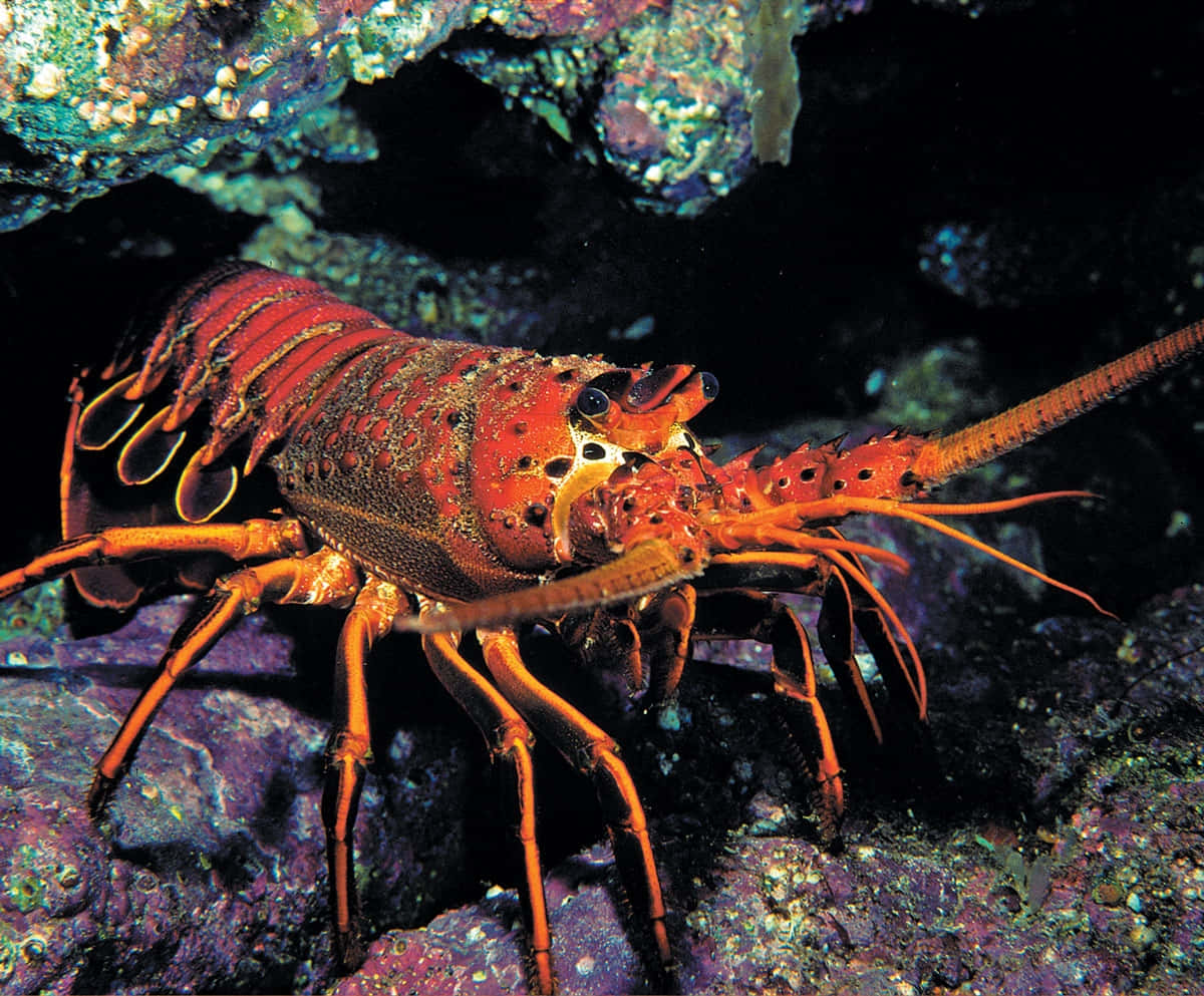 Colorful Spiny Lobsterin Habitat.jpg Wallpaper